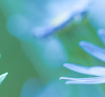 淡い青の花