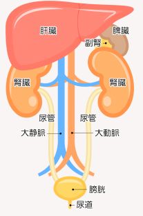 臓器説明図
